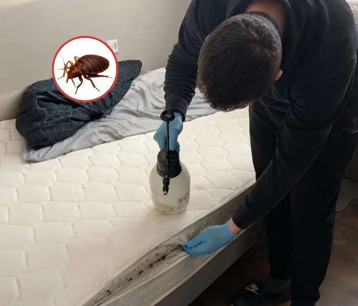 Technicien traitant un matelas contre les punaises de lit à Jouy-le-Châtel